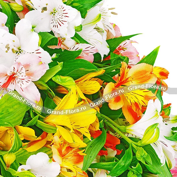 Акварельный набросок - букет из разноцветных альстромерий